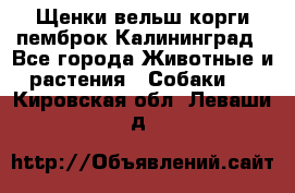 Щенки вельш корги пемброк Калининград - Все города Животные и растения » Собаки   . Кировская обл.,Леваши д.